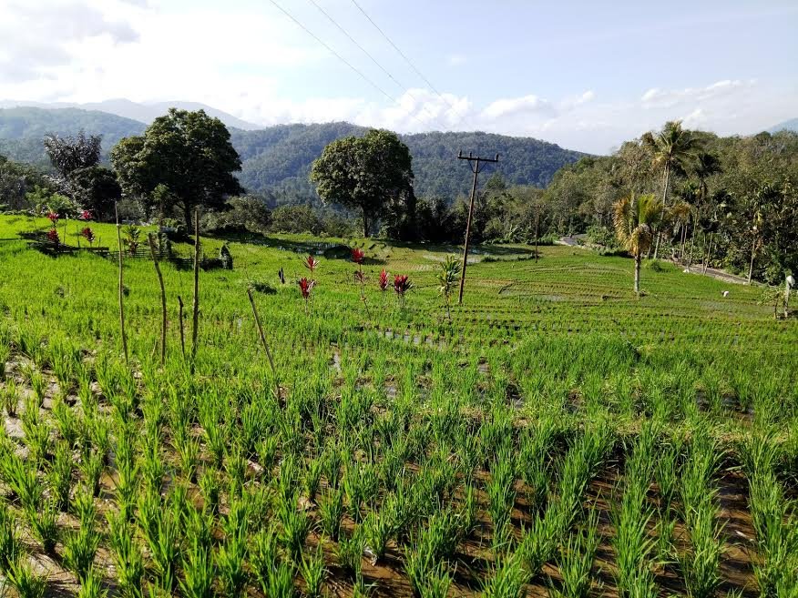 Pembukaan Percetakan Sawah Baru Perlu di Ulu Pungkut