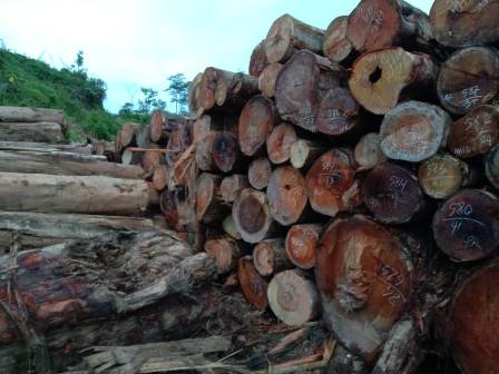 Harapan Warga, Polisi Harus “Tangkap“Pencuri Kayu di Wilayah Ranto Baek