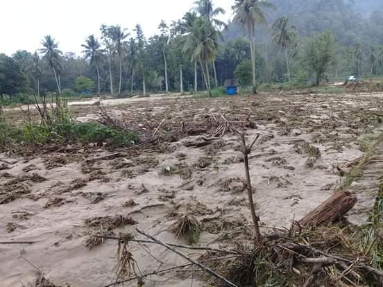 Liputan Banjir di Kec.Siabu Kab.Madina (1) , “ Tanaman Pertanian Masyarakat Rata Dengan Tanah “