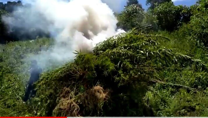 Aksi BNN dan Polri di Madina,  2 Ha Ladang Ganja Ditemukan Lagi di Tor Sihite