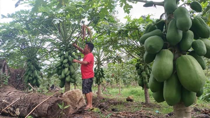 Harapan Perantau, Petani Pepaya di Runding ” Contoh ” Buat Pemda Madina