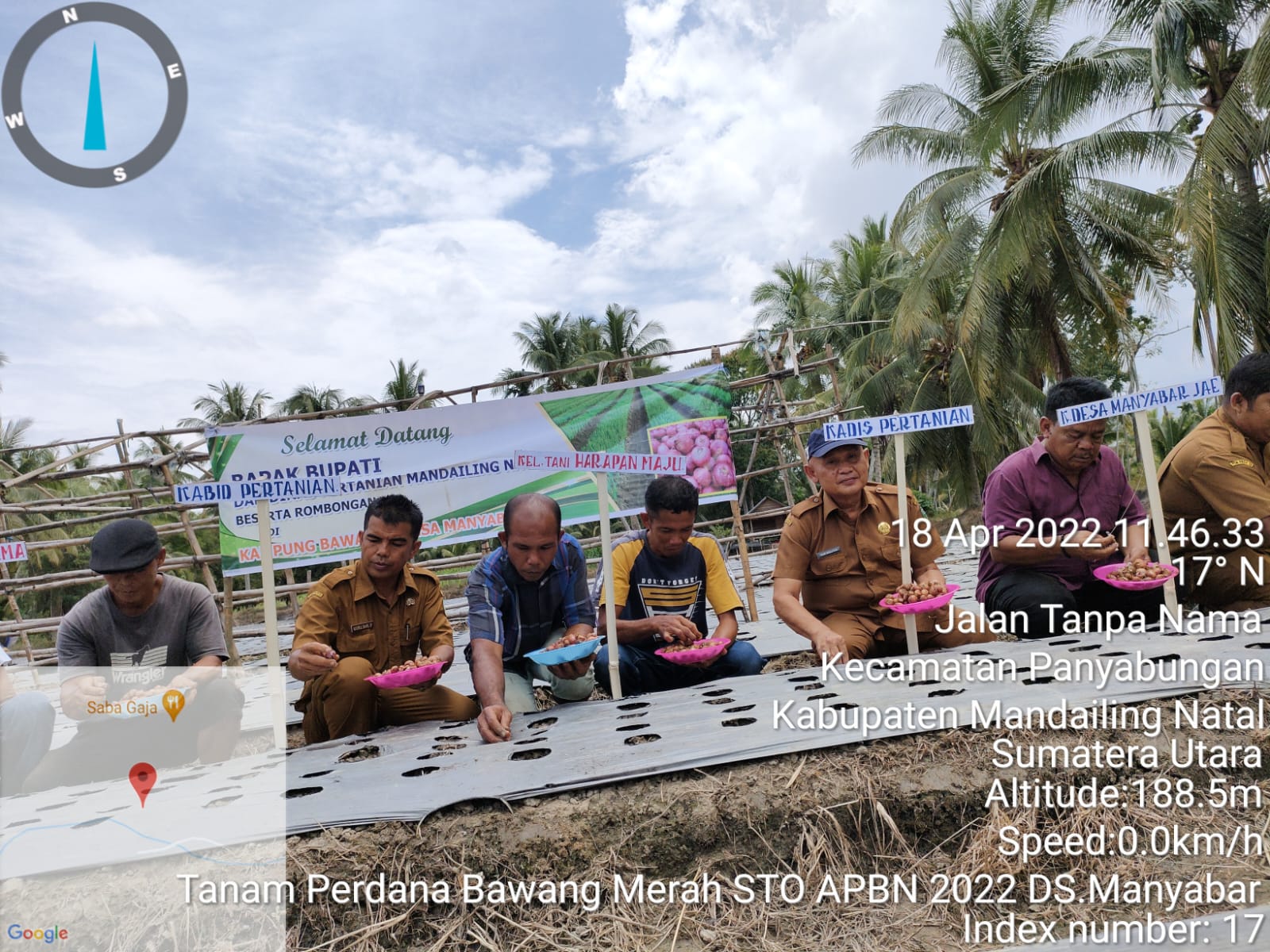 Dinas Pertanian Madina Tanam Bawang Merah