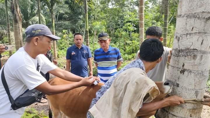 Dinas Pertanian Madina Terus Melakukan Pemantauan dan Pengobatan Hewan Terindikasi PMK