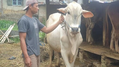 Menjelang Idul Adha 1443 H, Madina Kekurangan Sapi Qurban, Harga Bergerak Naik