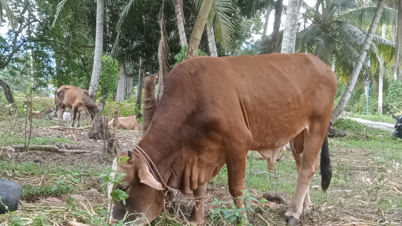 Soal Hewan Qurban ” Koreksi ” Buat Pemerintah Mandailing Natal