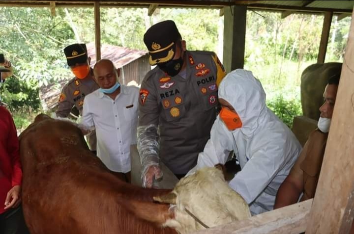 Cegah Penyebaran PMK, Kapolres Madina Dampingi Vaksinasi Hewan Ternak di Kotanopan dan Muarasipongi