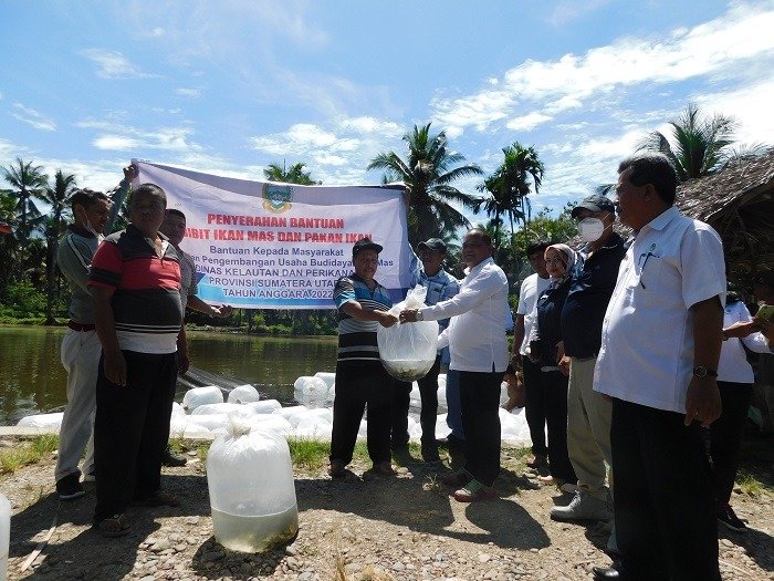 36.000 Ekor Bibit Ikan Mas Dibantu H.Fahrizal Efendi Kepada 4 Kelompok Tani