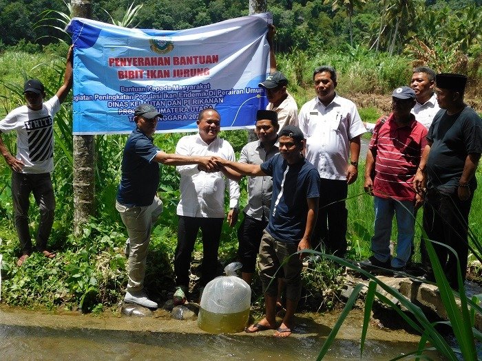 Di Aek Pohon Panyabungan Timur, Fahrizal Efendi Tabur 9 Ribu Benih Ikan Jurung