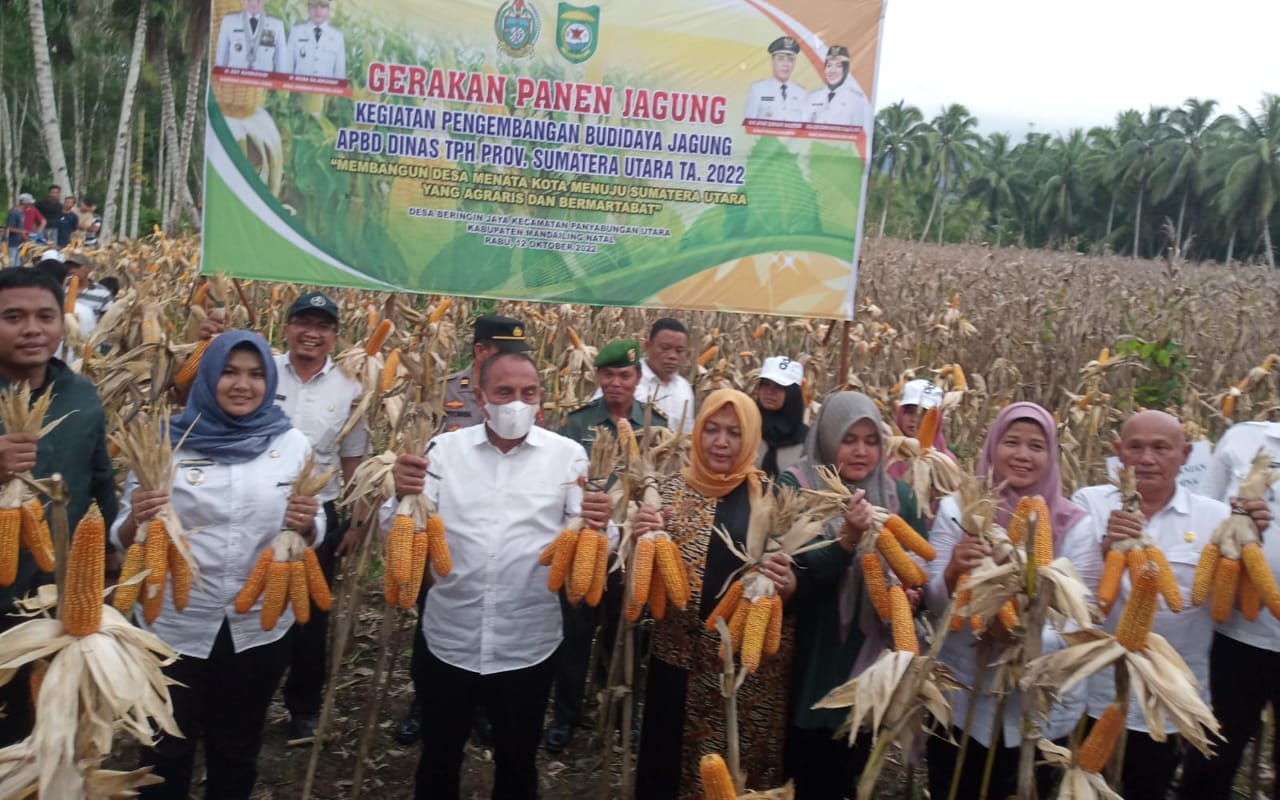 Gubsu Dukung Petani, Produk Jagung di Madina Belum Cukup