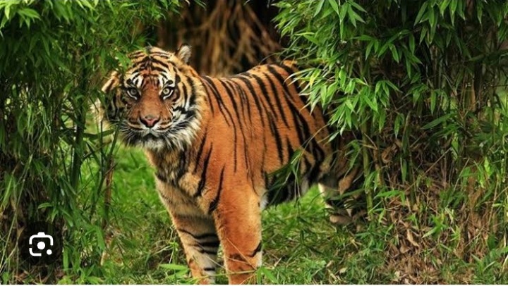 Harimau Mengganas, 2 Ternak Sapi Warga di Kec.Kotanopan Dimangsa