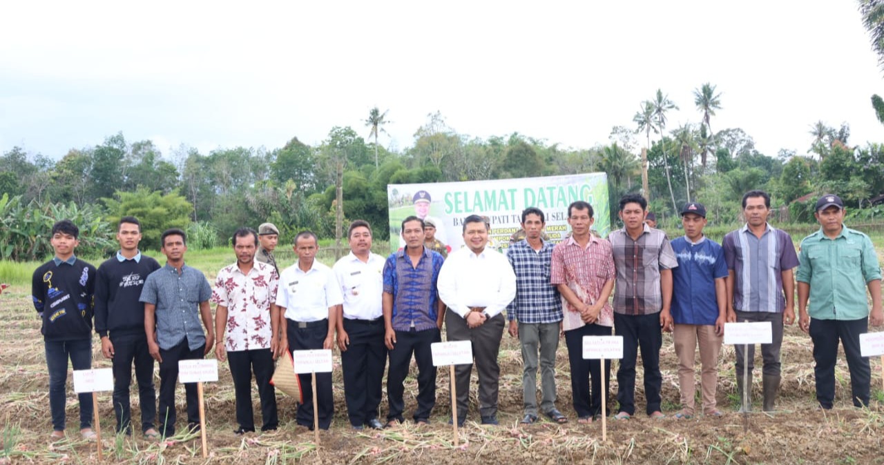 Bupati Tapsel Hadiri Panen Perdana Bawang Merah di Arse