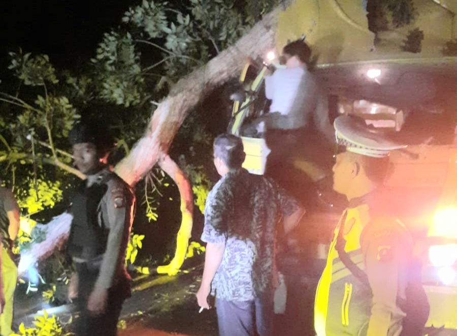 Supir Luka -Luka, Mobil Fuso Ditimpa Pohon di Jalinsum Panyabungan