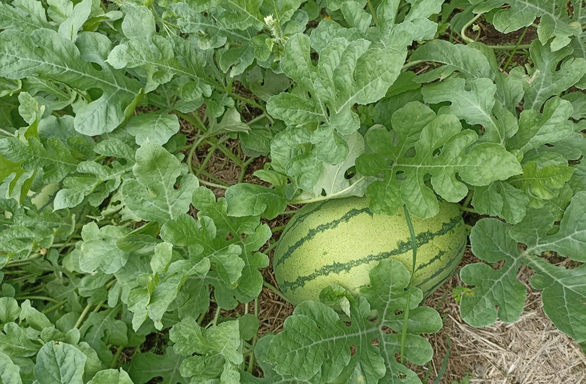 Akhir November 2023, Semangka Desa Hutaraja Kec.Siabu Mulai Panen