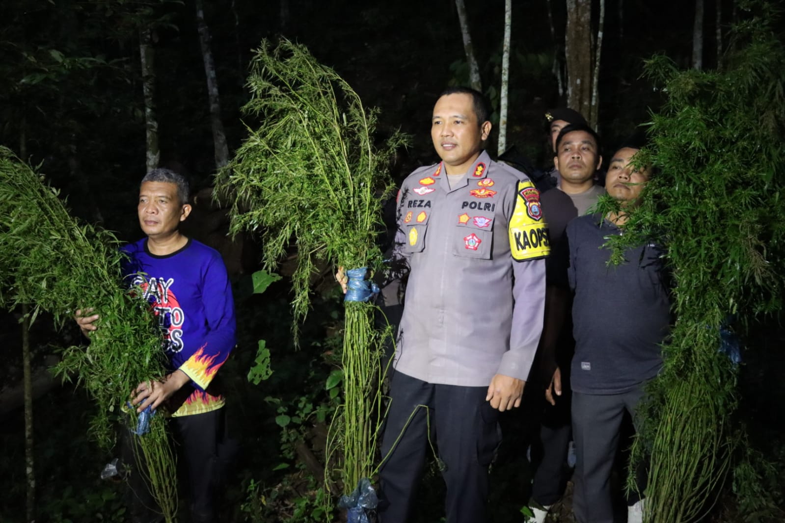 Breaking News, 5 Jam Jalan Kaki, 5 Hektar Ladang Ganja Ditemukan Polres Mandailing Natal