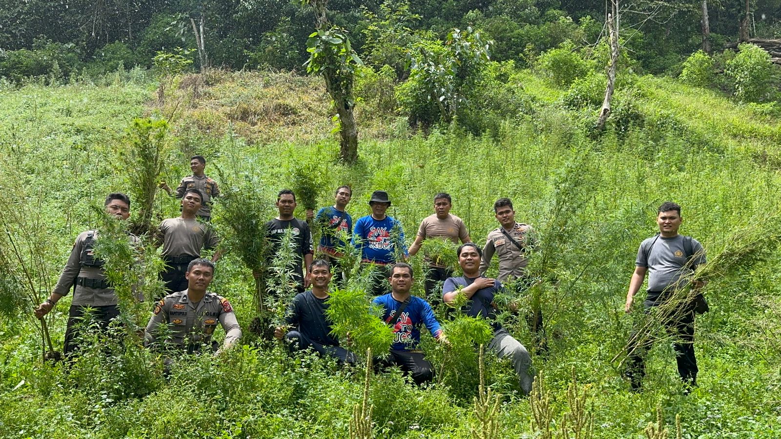 Soal Ladang Ganja Tumbuh Subur di Kab.Madina, Ini Kata Mereka Solusinya