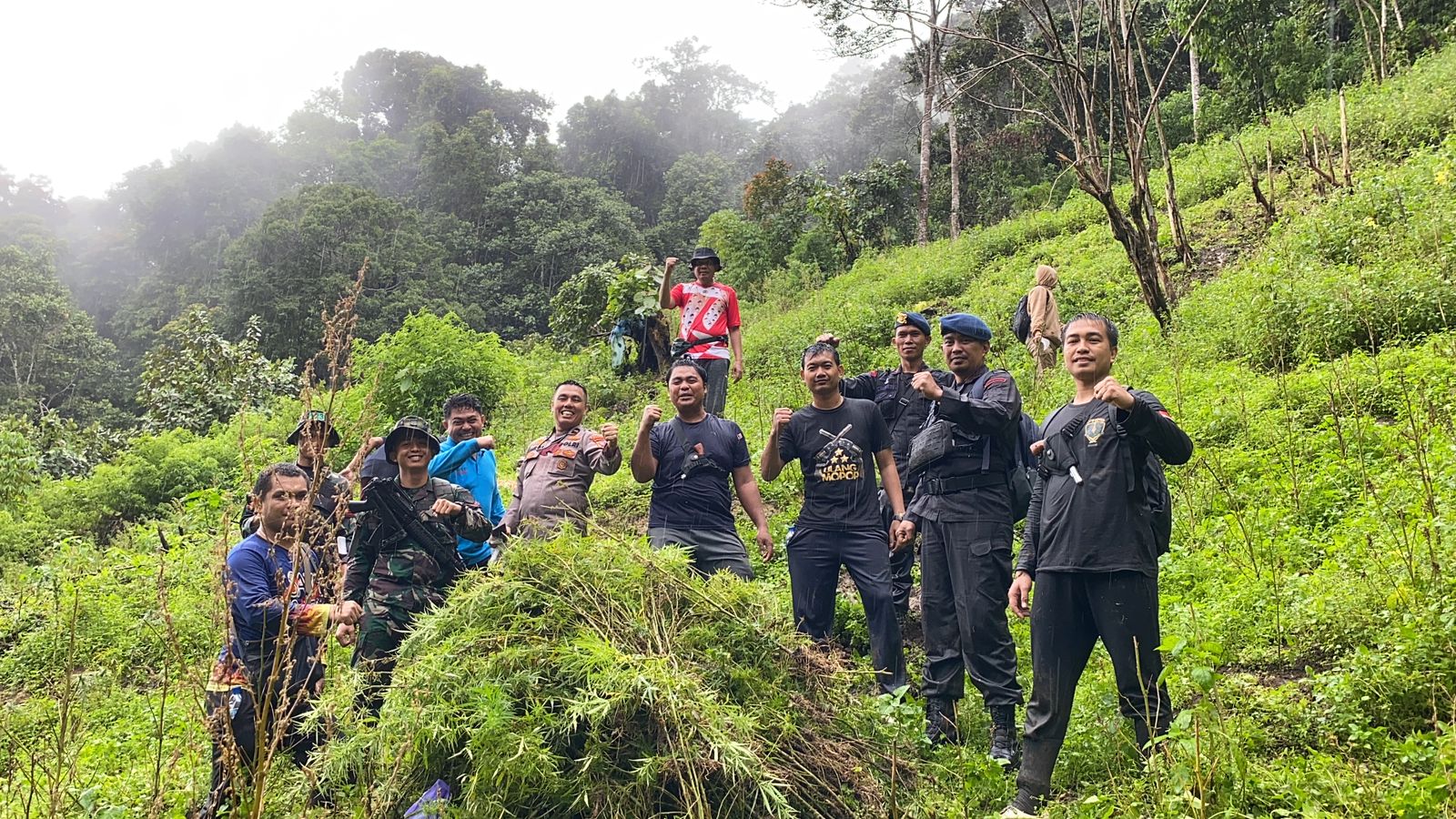 Sinergitas Polisi dan TNI, Ladang Ganja di Tor Sihite Kab.Madina Ditemukan Lagi