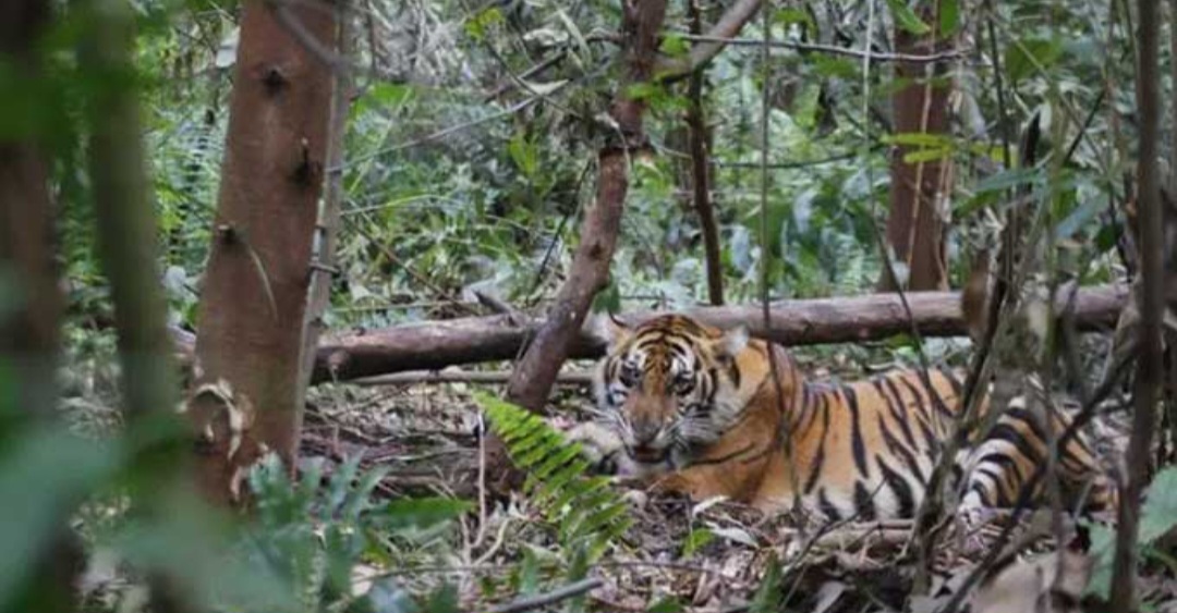 Harimau Terlihat di Kebun Warga Desa Sayurmaincat Kec.Kotanopan