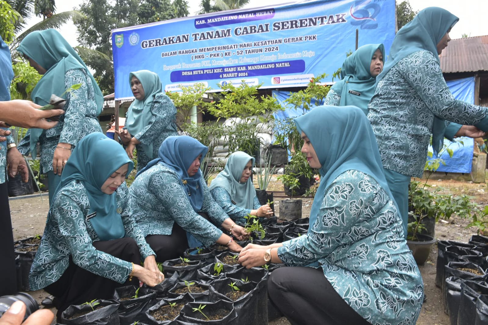 Peringati HKG ke 52 , TP.PKK Madina Tanam Cabai Serentak