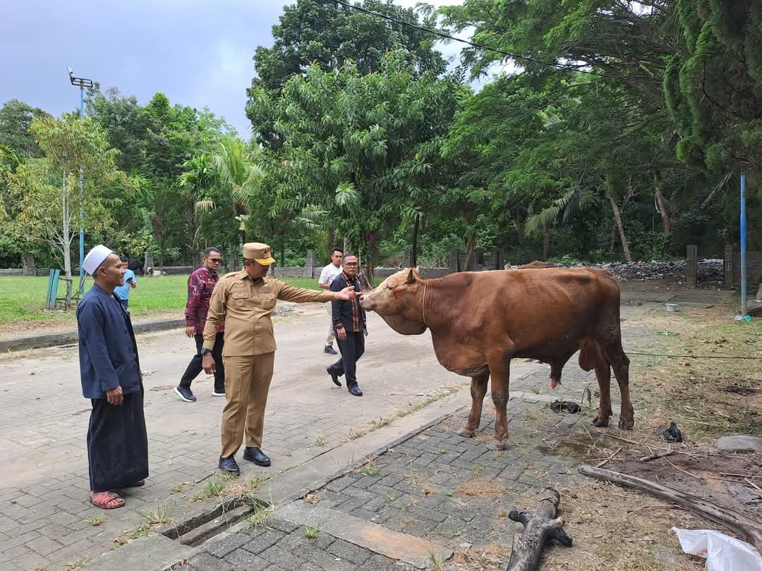 Bupati Madina Serahkan Hewan Kurban Kepada BKM Masjid Agung Nur Ala Nur
