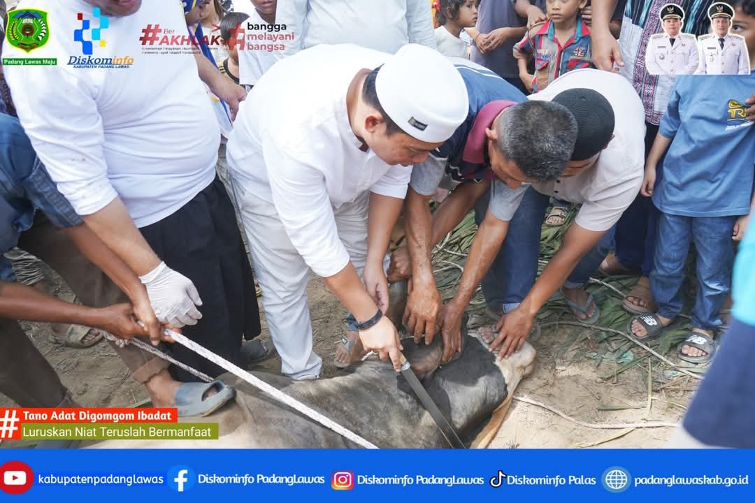 Bupati Padang Lawas Langsung Sembelih Sapi Qurban Bantuan Presiden Prabowo Subianto