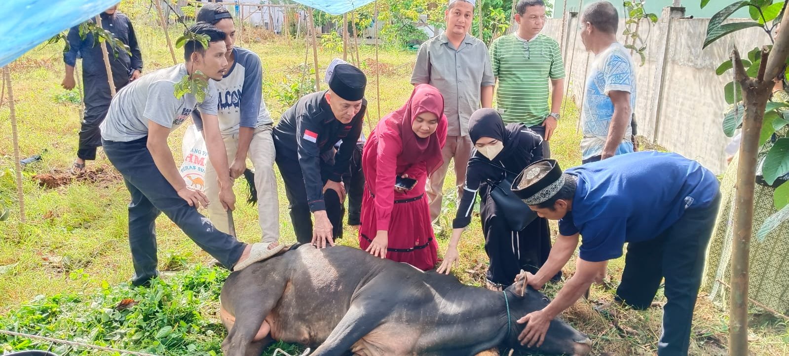 Idul Adha 1446 H, DPC.PDI Perjuangan Madina Sembelih Sapi Qurban