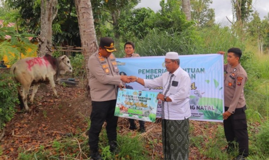 Idul Adha 1446 H, Polres Madina Sembelih 27 Ekor Hewan Qurban