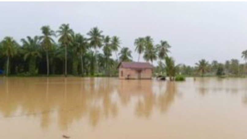 Akibat Banjir, 1.258 Ha Tanaman Padi  dan 35,7 Tanaman Holtikultura di Mandailing Natal Terendam