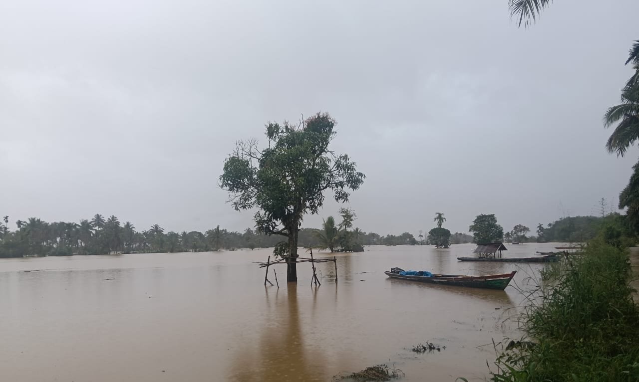 4.498.78 Hektar Lahan Pertanian Terdampak Banjir dan Longsor, Bupati dan DPRD Madina Diharapkan Petani Segera Mencari Solusi (1)