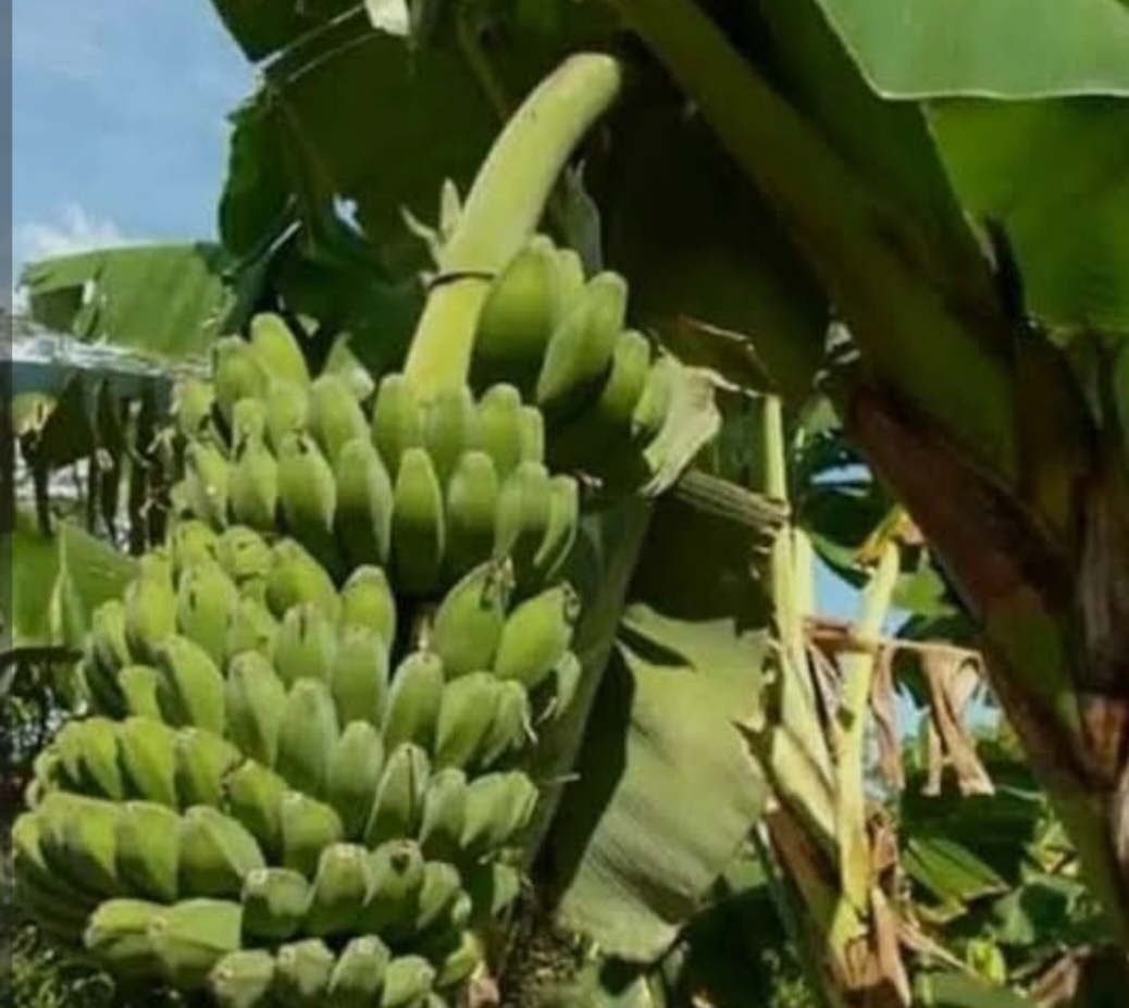 Pisang ” Sitabar ” Mendapat Perhatian Kadis Pertanian Mandailing Natal