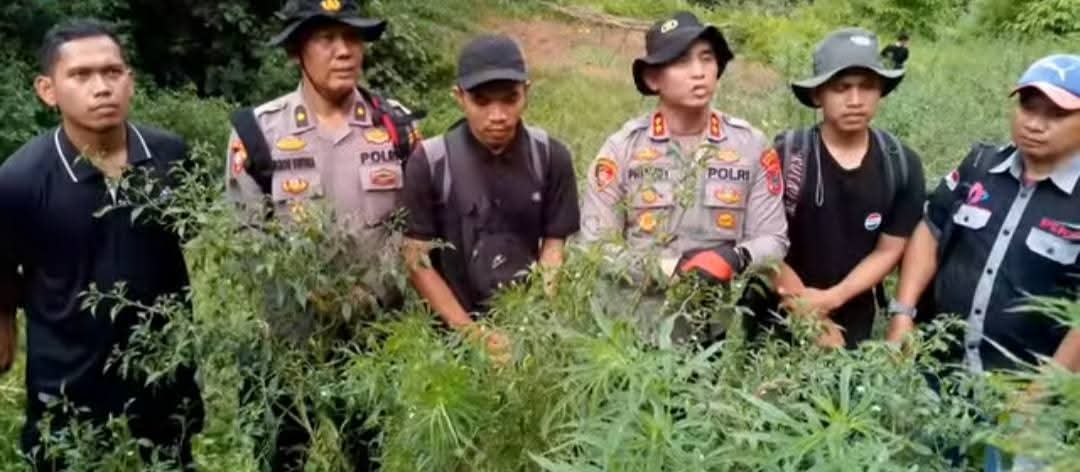 Di Lembah Tor Sihite, Polres Madina Temukan dan Musnahkan 3.000 Batang Ganja