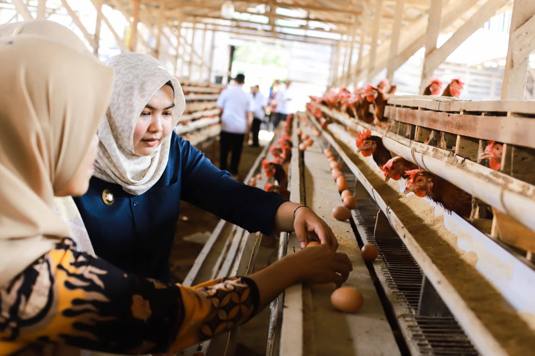 Pemkab Madina Targetkan Penuhi 20 Persen Kebutuan Telur Mulai 2027
