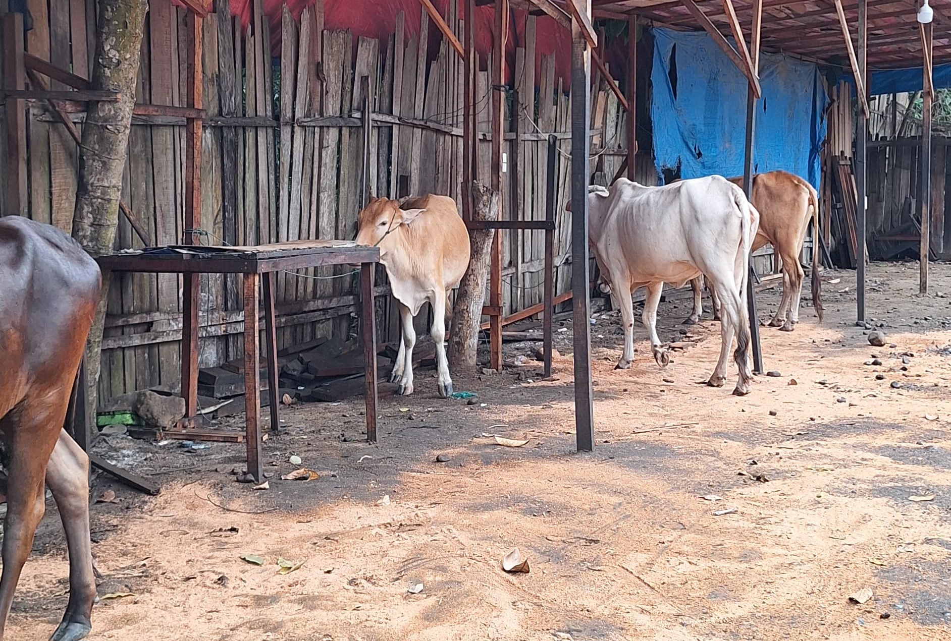 Tidak Ada Digudang Saba Purba Timbun BBM, Yang Ada Ternak Lembu