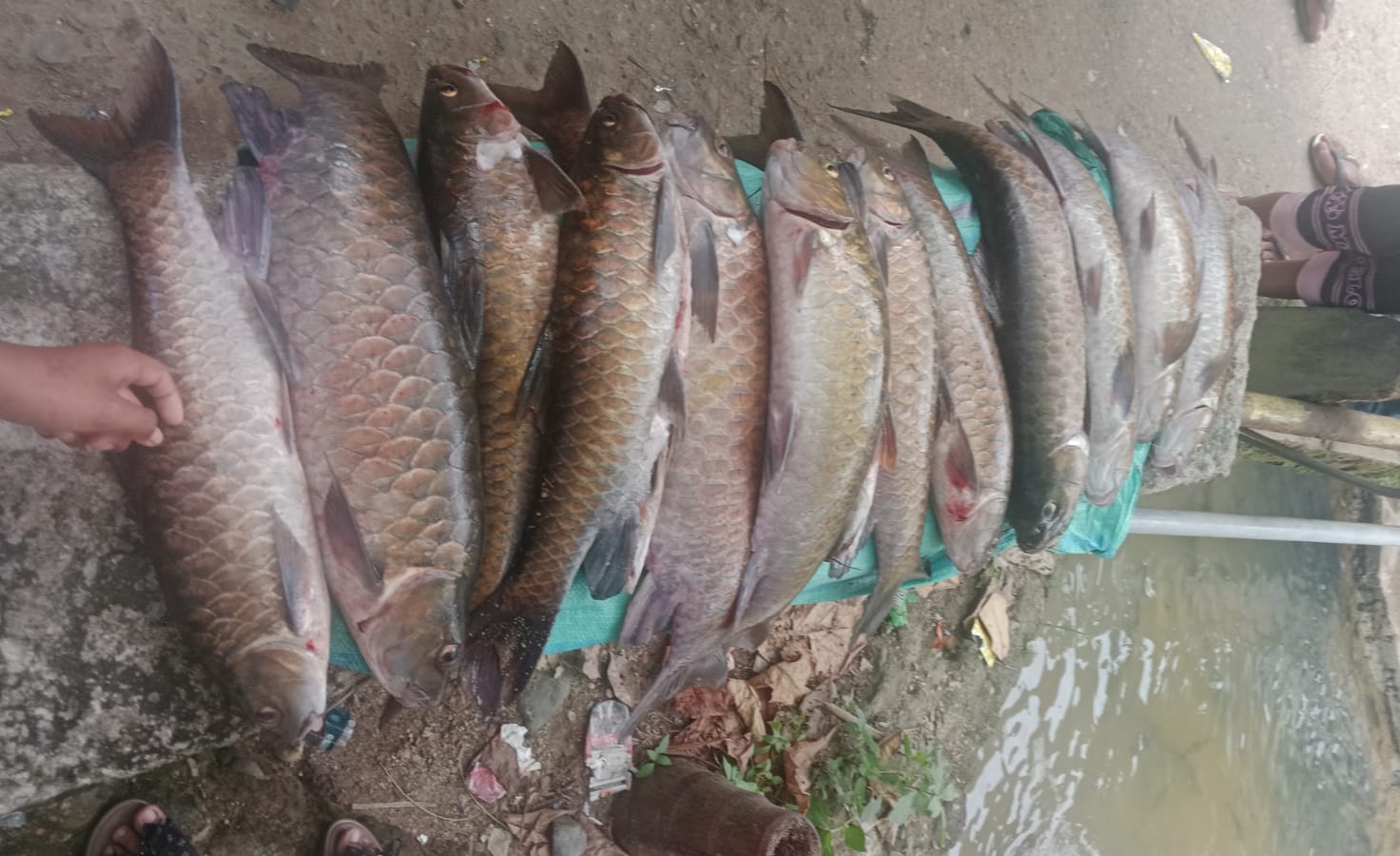 Tambang Emas Dilarang di Aek Tambangan, Ikan Mera Mati di Lubuk Larangan Tambangan Jae